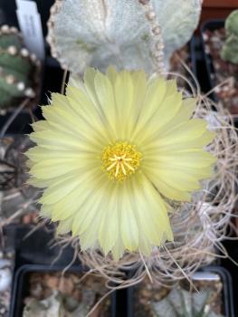 Astrophytum capricorne niveum